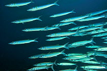 Bigeye barracudas (Sphyraena forsteri) Palau, Philippine Sea