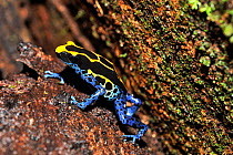 Dyeing poison frog (Dendrobates tinctorius) French Guyana
