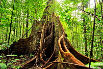 Tropical rainforest tree with large buttress roots, French Guiana
