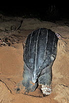 Leatherback sea turtle (Dermochelys coriacea) female laying eggs at night on Mana beach, French Guyana