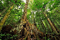 Man standing at base of enormous tropical rainforest tree  with aerial roots, French Guiana