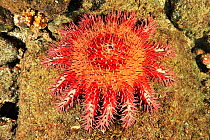Crown-of-thorns starfish (Acanthaster planci) eating the coral, an invasive species that damages coral reefs, Panama, Pacific Ocean