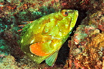 Starry grouper / flag cabrilla (Epinephelus labriformis) Panama, Pacific Ocean