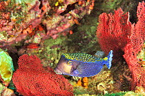 Whitespotted boxfish (Ostracion meleagris) Panama, Pacific Ocean