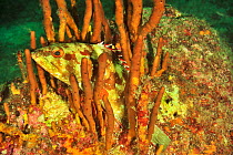 Starry grouper / Flag cabrilla (Epinephelus labriformis) hiding in a sponge, Panama, Pacific Ocean