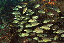 Spottail grunts (Haemulon maculicauda) large shoal, Panama, Pacific Ocean