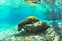 West Indian manatees (Trichechus manatus latirostris) calf trying to suckle from mtoher in the more temperate springs of Three Sisters Springs, Crystal River, Florida, USA