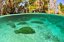 West Indian manatees (Trichechus manatus latirostris) group sleeping in the more temperate springs of Three Sisters Springs, Crystal River, Florida, USA