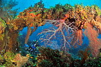 A diver on the wreck of the Shinkoku Maru, a tanker colonized by corals, sponges and other invertebrates, Chuuk / Truk Lagoon, Carolines Islands, Pacific Ocean