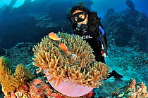 Pink anemonefish (Amphiprion perideraion) in a Magnificent sea anemone (Heteractis magnifica) with diver on the reef of Sumilan Island, Sulu Sea, Philippines