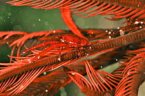 Squat lobster (Allogalathea elegans) living in a crinoid or feather star, Sulu Sea, Philippines