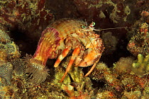 Coral hermit crab (Dardanus pedunculatus) with sea anemones on shell, Sulu Sea, Philippines