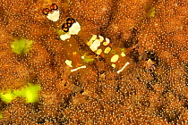 Peacock-tail anemone shrimps (Periclimenes brevicarpalis) pair living in Adhesive sea anemone (Cryptodendrum adhesivum) Sulu Sea, Philippines