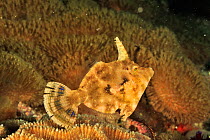 Fan-bellied leatherjacket / filefish (Monacanthus chinensis) Sulu Sea, Philippines