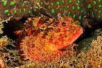 Smallscale scorpionfish (Scorpaenopsis oxycephalus) Sulu Sea, Philippines