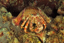 Coral hermit crab (Dardanus pedunculatus) with sea anemones on shell, Sulu Sea, Philippines