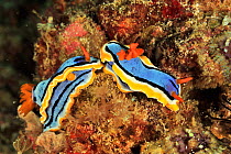 Anna's nudibranchs (Chromodoris annae) two looking about to mate, Sulu Sea, Philippines
