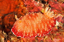 Nudibranch (Chromodoris reticulata) Sulu Sea, Philippines