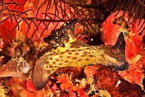 Nudibranch (Jorunna rubescens) Sulu Sea, Philippines