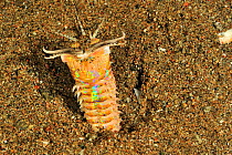 Bobbit worm (Eunice aphroditois) coming out burrow at night, Sulu Sea, Philippines