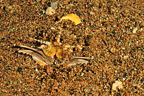 Bobbit worm (Eunice aphroditois) half out burrow, Sulu Sea, Philippines
