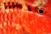 Freckled goatfish (Upeneus tragula) detail of head and eye, Sulu Sea, Philippines