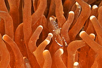 Commensal shrimp (Periclimenes tosaensis) in Mushroom coral (Heliofungia actiniformis) Sulu Sea, Philippines
