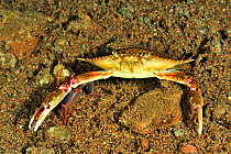 Flower / Blue swimmer / Sand crab (Portunus pelagicus) on sea floor, Sulu Sea, Philippines
