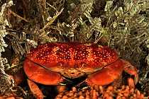 Convex reef crab (Carpilius convexus) at night, Sulu Sea, Philippines