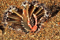 Three-lobed / Painted porcelain crab (Porcellanella triloba) in a Sea pen (Pteroeides or Pennatula sp) Sulu Sea, Philippines