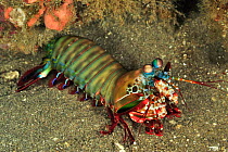 Mantis shrimp (Odontodactylus scyllarus) out of its burrow, Sulu Sea, Philippines