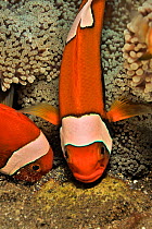 Western / False clown anemonefish (Amphiprion ocellaris) in a Magnificent sea anemone (Heteractis magnifica) ventilating their eggs, Sulu Sea, Philippines
