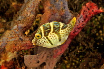 False / Mimic puffer / Blacksaddle filefish (Paraluteres prionurus) Sulu Sea, Philippines