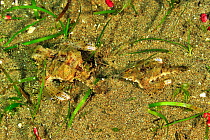 Little dragonfish / Dragon sea moth (Eurypegasus draconis) pair, Sulu Sea, Philippines