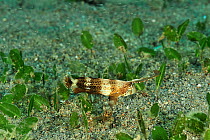 Blackbarred razorfish / Razor wrasse (Iniistius tetrazona) Sulu Sea, Philippines