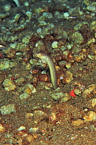 White spotted / Spaghetti garden eel (Gorgasia maculata) Sulu Sea, Philippines