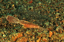 Robust / Seagrass ghost pipefish (Solenostomus cyanopterus) imitating an algae or a piece of seagrass, Sulu Sea, Philippines