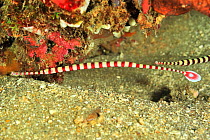 Banded / ringed pipefish (Doryrhamphus dactyliophorus) Sulu Sea, Philippines