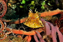 Thornback boxfish / cowfish (Lactoria fornasini) Sulu Sea, Philippines