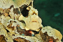 Painted frogfish (Antennarius pictus) in cream phase, Sulu Sea, Philippines
