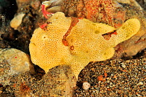 Painted frogfish (Antennarius pictus) Sulu Sea, Philippines
