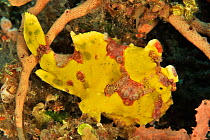 Wartskin / Warty frogfish (Antennarius maculatus) Sulu Sea, Philippines