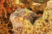 Freckled / Scarlet frogfish (Antennarius coccineus) Sula Sea, Philippines