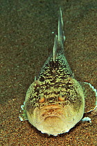 Stargazer (Uranoscopus sulphureus) on the sea floor, Sula Sea, Philippines