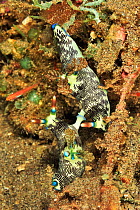 Nudibranchs (Nembrotha lineolata) mating, they are hermaphodites buty need another individual for reproduction, Sulu Sea, Philippines