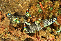 Nudibranchs (Nembrotha lineolata) mating, they are hermaphodites but need another individual for reproduction, Sulu Sea, Philippines