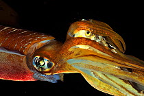 Bigfin reef squid (Sepioteuthis lessoniana) which has just caught a fish that it holds in its tentacles before eating it, Philippines, Sulu Sea