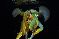 Bigfin reef squid (Sepioteuthis lessoniana) which has just caught a fish that it holds in its tentacles before eating it, Philippines, Sulu Sea