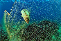Striped bream or Sand steenbras (Lithognathus mormyrus) caught in a fishing net, Paros Island, Greece, Aegean Sea