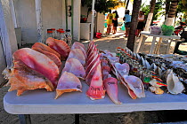 Marine animals such as shells and starfish / sea stars are collected to be sold as souvenirs to tourists, Isla de Mujeres, Yucatan peninsula, Mexico